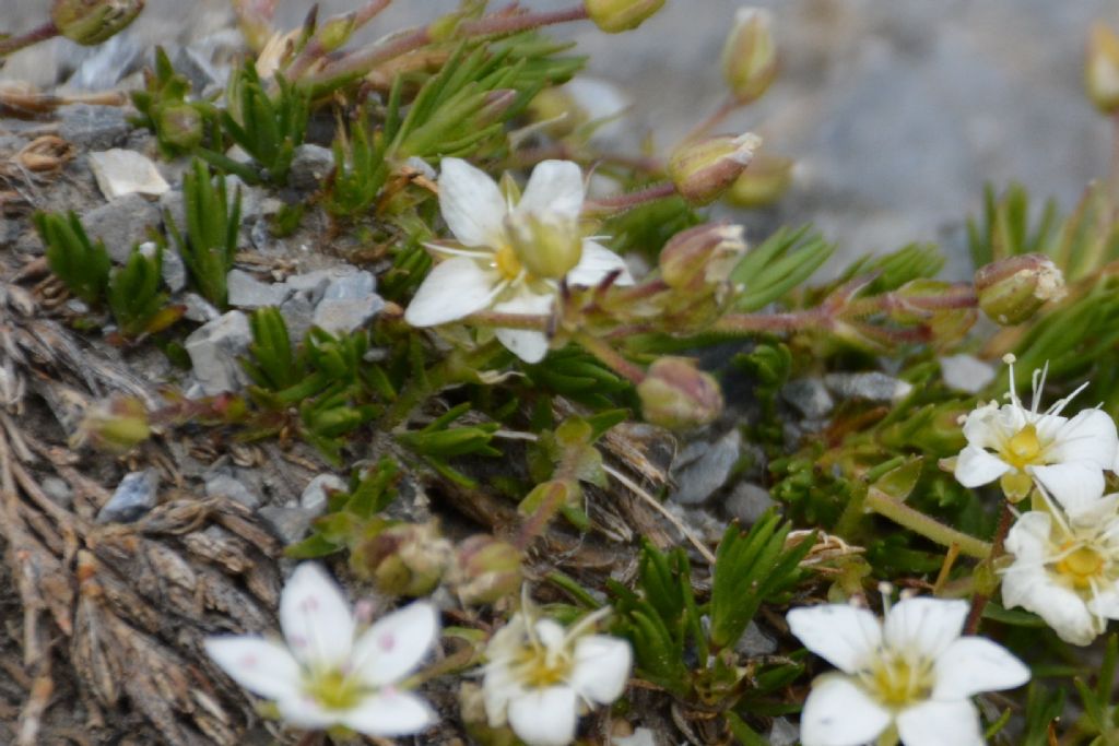 Sabulina verna (ex Minuartia verna) e Minuartia recurva